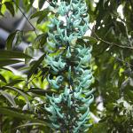 Jade vine